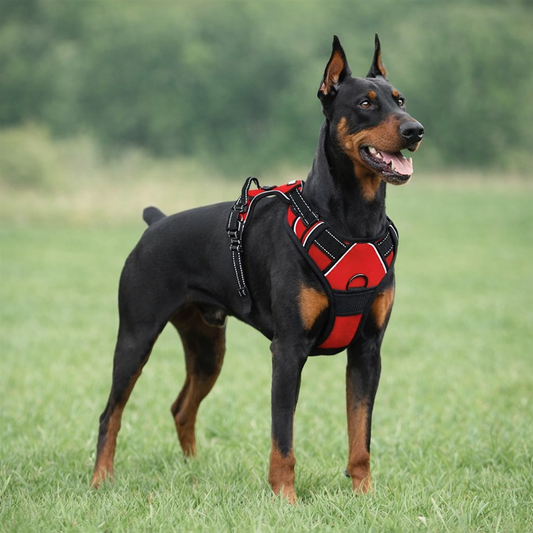 Pawvana™ Premium No-Pull Reflective Dog Harness – Comfortable, Safe & Stylish